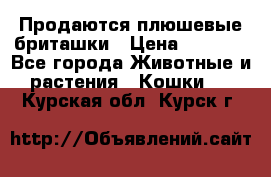 Продаются плюшевые бриташки › Цена ­ 2 500 - Все города Животные и растения » Кошки   . Курская обл.,Курск г.